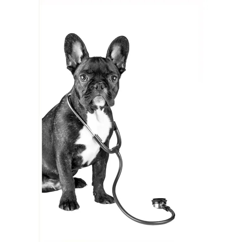 Vet Clinic Canvas Print — Pets with Stethoscopes