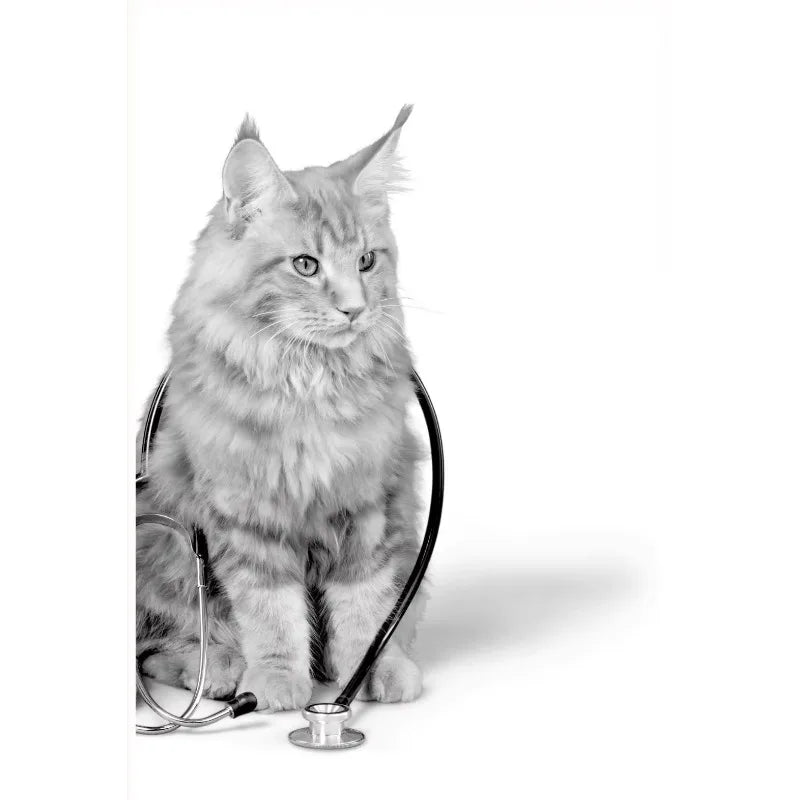 Vet Clinic Canvas Print — Pets with Stethoscopes
