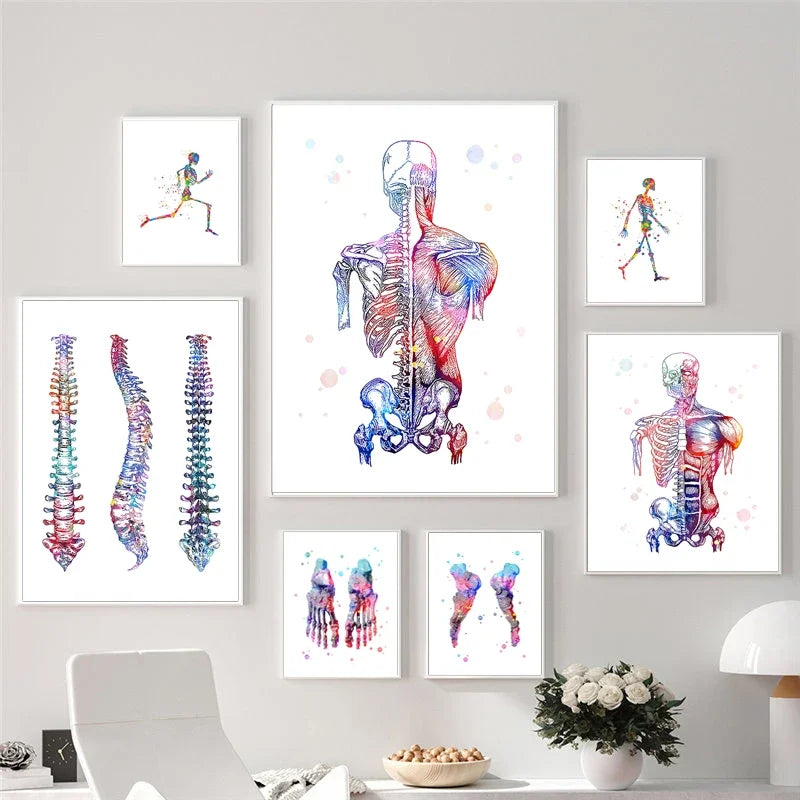 Skeleton bones anatomy canvas art for a clinic or physiotherapy room
