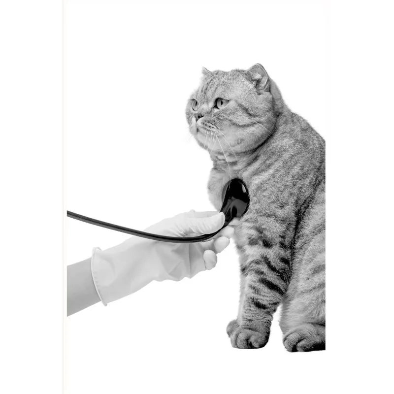 Vet Clinic Canvas Print — Pets with Stethoscopes