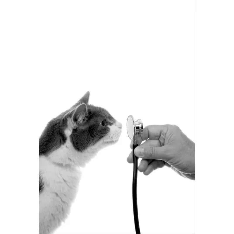 Vet Clinic Canvas Print — Pets with Stethoscopes