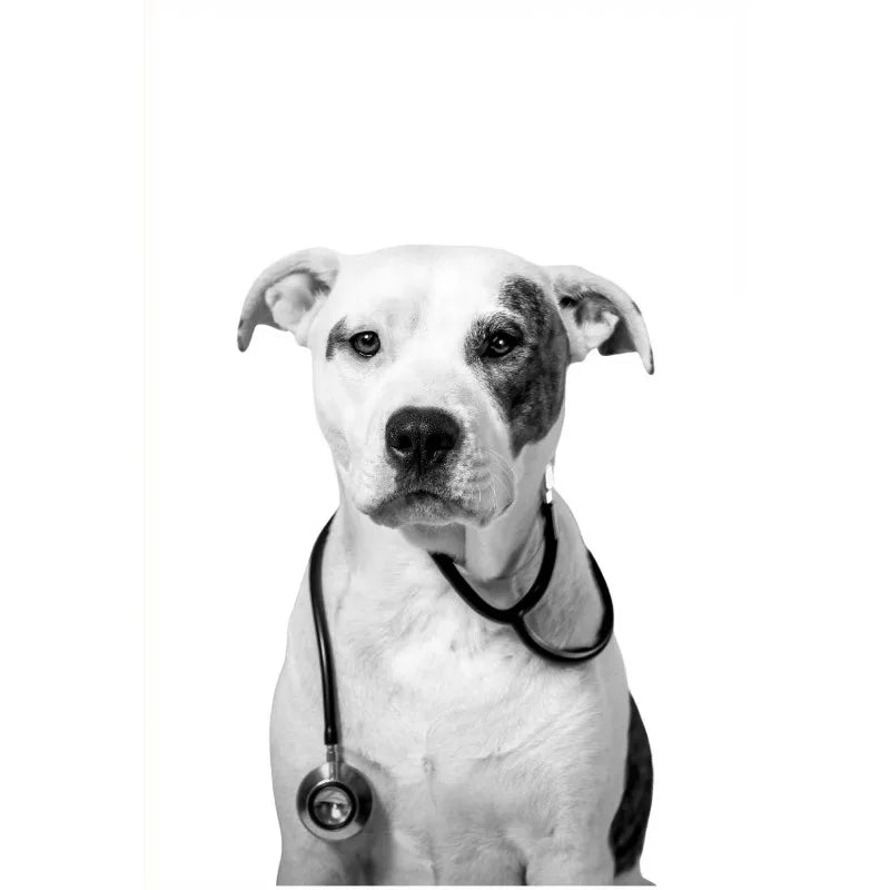 Vet Clinic Canvas Print — Pets with Stethoscopes