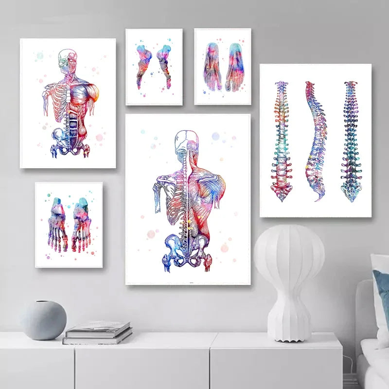 Skeleton bones anatomy canvas art hung as a set
