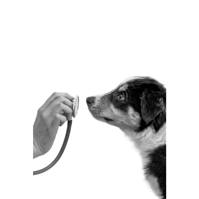 Vet clinic canvas print featuring pets with stethoscopes